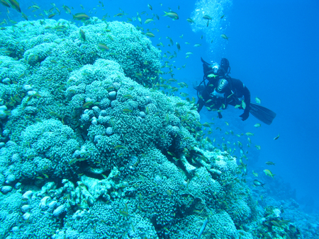 RED SEA, EGIPT - JUNE 23, 2011: Single diver above coral reef at a great depth, pulsing polyp coral, underwater landscapeのeditorial素材