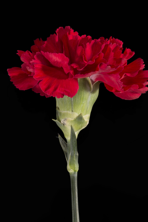 Single flower of red carnation (Dianthus) isolated on black background, close upの写真素材
