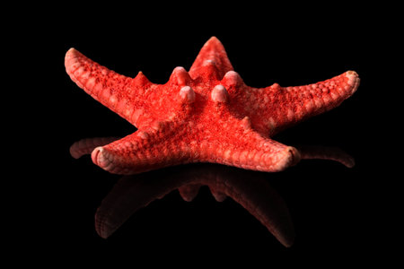 Single sea shell of red sea star isolated on black background, mirror reflection