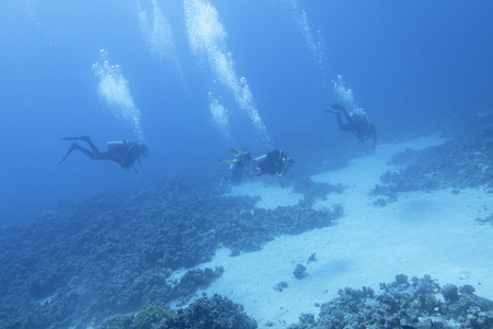 RED SEA, SHARM EL SHEIKH, EYPT - NOVEMBER 21, 2019: Group of divers diving at the bottom of the tropical sea at great depthのeditorial素材