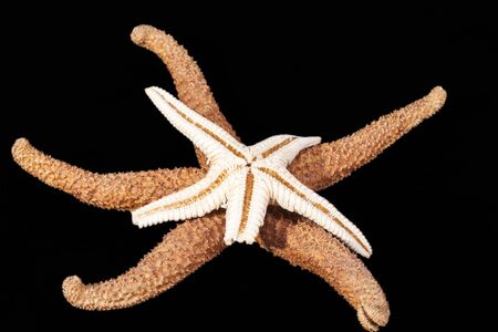 Some of sea stars isolated on black background, close upの写真素材