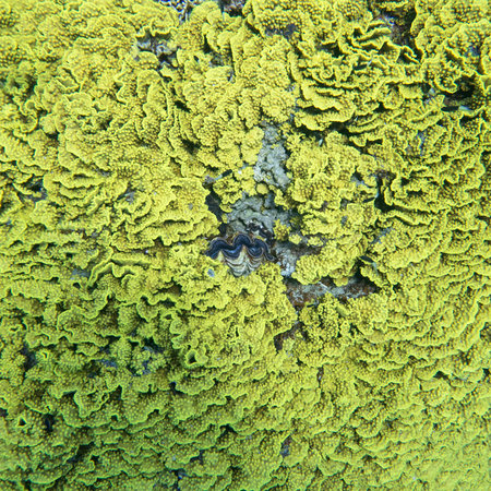 Colorful coral reef at the bottom of tropical sea; yellow Turbinaria coral; underwater landscape