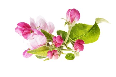 Apple tree blossom isolated on white background, close up. Pink delicate spring flowers.の写真素材