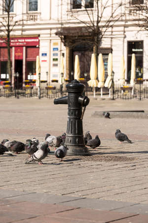 Krakow; Poland - March 24; 2020: Main Market Square, old well and pigeons drinking water. A deserted city due to the coronavirus epidemic, no touristsのeditorial素材