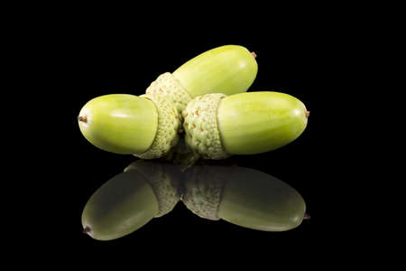 Autumn oak tree fruits, acorns isolated on black background, mirror reflectionの写真素材