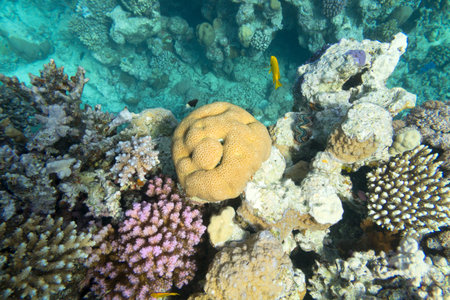 Colorful coral reef at the bottom of tropical sea, hard corals, underwater landscape