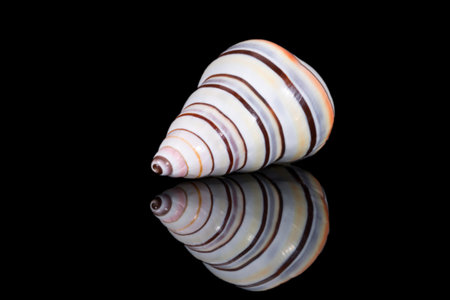 Single striped shell of Liguus virgineus also known as the candy cane snail, tree-living snail...