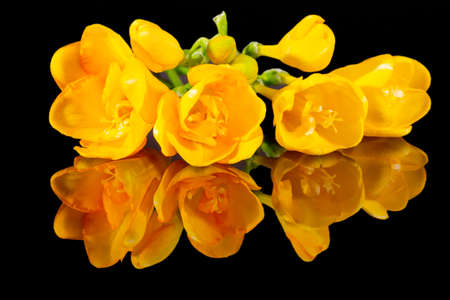 Bouquet of yellow freesia flowers isolated on black background, mirror reflectionの写真素材