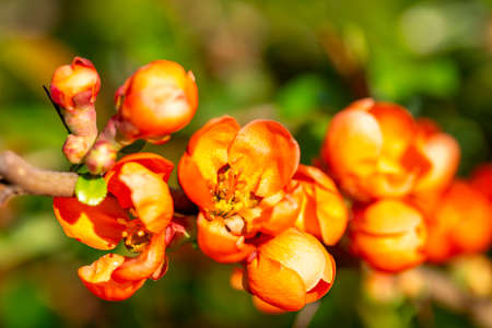 Orange color flowers of blooming bush of quince in the garden, springtimeの写真素材