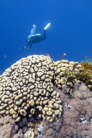 Photographer diver over a coral reef, underwater landcape