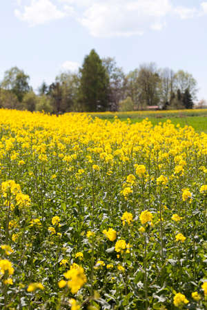 Field of blooming canola, rapeseed yellow flowers, rural landscapeの写真素材