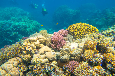 Colorful, picturesque coral reef at the bottom of tropical sea, different types of hard coral, underwater landscape. Several divers in the backgroundの写真素材