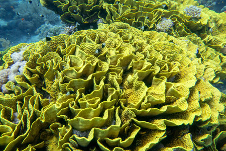 Colorful coral reef at the bottom of tropical sea, yellow salad coral (Turbinaria mesenterina),...