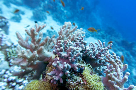 Colorful coral reef at the bottom of tropical sea, finger coral and fishes anthias, underwater...