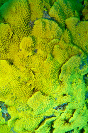 Colorful, picturesque coral reef at the bottom of tropical sea, yellow salad coral (Turbinaria...