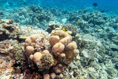Colorful, picturesque coral reef at the bottom of tropical sea, hard corals, underwater landscape