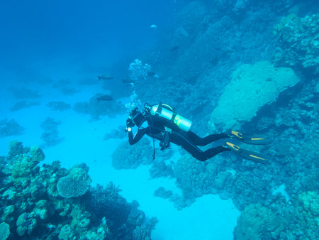 Colorful coral reef at the bottom of tropical sea, diver on a background of blue water, underwater...