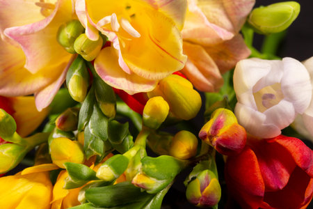 A bouquet of beautiful colorful freesia flowers, close up