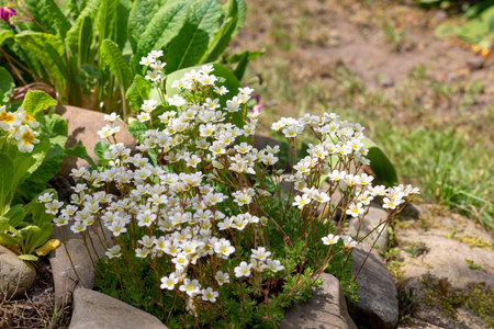 White spring flowers of saxifraga Ã arendsii blooming in rock garden, close upの写真素材
