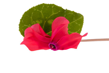 Delicate spring flower of red Cyclamen with grean leaf isolated on white background, close upの写真素材
