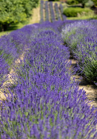 Picturesque meadow of blooming flowers of lavender, beauty of nature