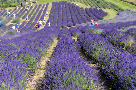Proszowice, Ostrow, Poland - July 5, 2023: People visiting gardens with blooming lavender flowers. This is a famous horticulture near Krakow famous for the cultivation of many species of lavenderのeditorial素材