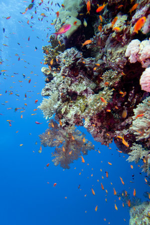 Colorful, picturesque coral reef at the bottom of tropical sea, hard corals and fishes Anthias, underwater landscapeの写真素材