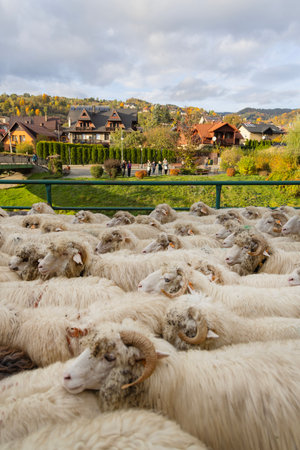 Szczawnica, Poland - October 11, 2024: Autumn trailing of the Sheep (redyk), return of shepherds with flocks of sheep from grazing on mountain pastures in Pieninyのeditorial素材