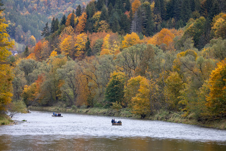 Szczawnica, Poland - October 13, 2024: Rafting on Dunajec river, wooden raft trip, Dunajec River Gorge in Pieniny Mountains in autumn, colorful trees on the shoreのeditorial素材