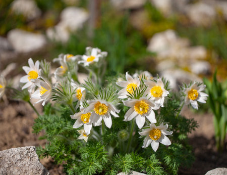 Group of white spring easter flowers (Pulsatilla patens) blooming in the alpine garden, close upの写真素材