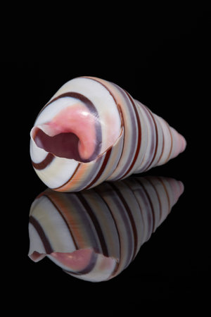 Single striped shell of Liguus virgineus also known as the candy cane snail, tree-living snail native to the Caribbean isolated on black background, mirror reflectionの写真素材