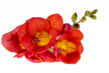 Single stem of a red flower isolated on white background, close upの写真素材