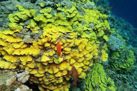 Colorful coral reef at the bottom of tropical sea, yellow salad coral (Turbinaria mesenterina) and...