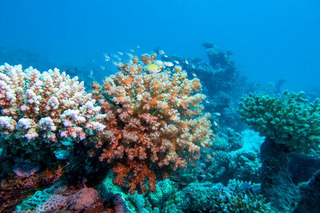 Colorful, picturesque coral reef at bottom of tropical sea, hard corals, underwater landscapeの写真素材
