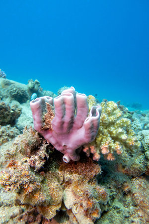 Colorful coral reef at the bottom of tropical sea, pink tube sea sponge, underwater landscape
