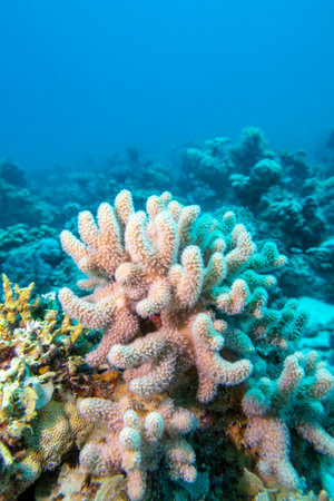 Colorful, picturesque coral reef at bottom of tropical sea, yellow Porites porites coral, underwater landscapeの写真素材
