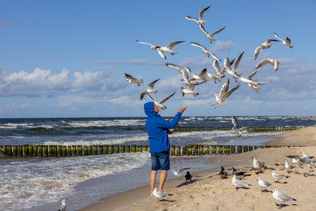 A man wearing a blue jacket is feeding the seagulls flying above his head on a sandy beach on the shores of the Baltic Sea on a beautiful autumn sunny day, Miedzyzdroje, Polandの写真素材