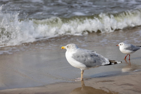 Two sea gulls walking on the sand by water of the Baltic Sea, the foamy water of the Baltic Sea, Island Wolin, Miedzyzdroje, Polandの写真素材