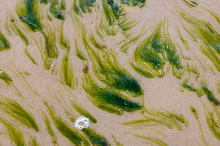 Beautiful pattern of green algae on sandy bottom of Baltic sea in shallow water, abstract backgroundの写真素材