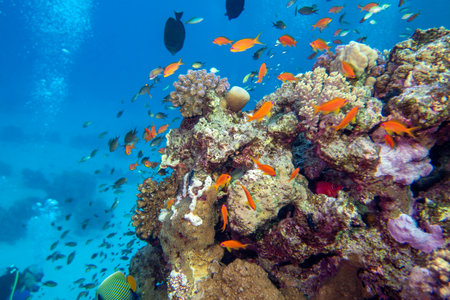 Colorful, picturesque coral reef at the bottom of tropical sea, hard corals and fishes Anthias, underwater landscapeの写真素材