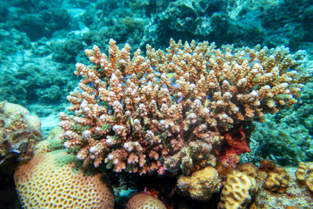 Colorful, picturesque coral reef at the bottom of tropical sea, hard corals and exotic fishes Chromis, underwater landscapeの写真素材