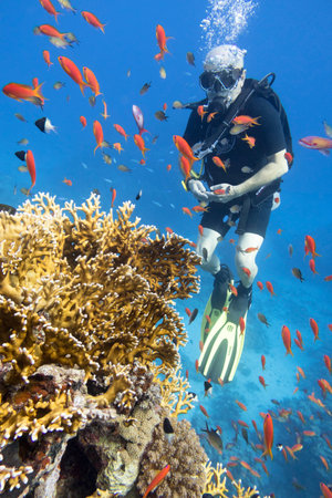 Sharm el Sheikh, Red Sea, Egypt - November 11, 2019: Single scuba diver over a colorful coral reef, air bubbles, underwater landcapeの写真素材