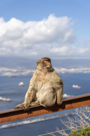 Barbary macaque, small wild monkey sitting on metal fence on Rock of Gibraltar over Strait of Gibraltar, United Kingdom; Gibraltar. Monkeys are big tourist attraction in Nature Reserveの写真素材