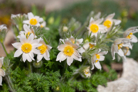 Group of white spring easter flowers (Pulsatilla patens) blooming in the alpine garden, close upの写真素材