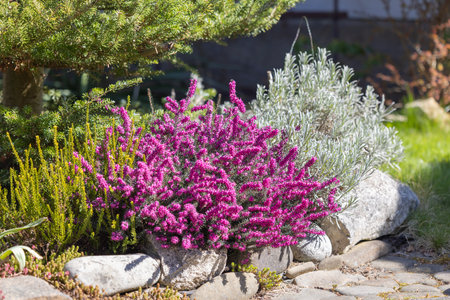 Beautiful spring rock garden, composition of stones, blooming shrub of Erica with purple flowers and other plantsの写真素材