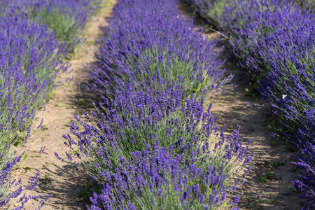 Lavender field in full bloom with vibrant purple flowers and green foliage, peaceful, aromatic...