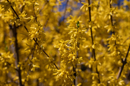 Forsythia flowers in full spring bloom, vibrant yellow floral background for seasonal and nature concepts, beauty of natureの写真素材