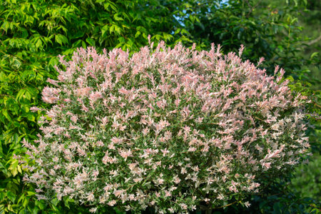 Japanese willow tree Salix integra Hakuro-nishiki, picturesque foliage for decorative gardening, close upの写真素材