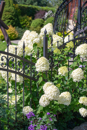 Great shrub of white Hydrangea paniculata blooming in garden, decorative metal fenceの写真素材