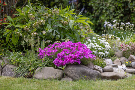 Beautiful spring rock garden, composition of stones and various colorful blooming flowers, clump of pink phloxの写真素材